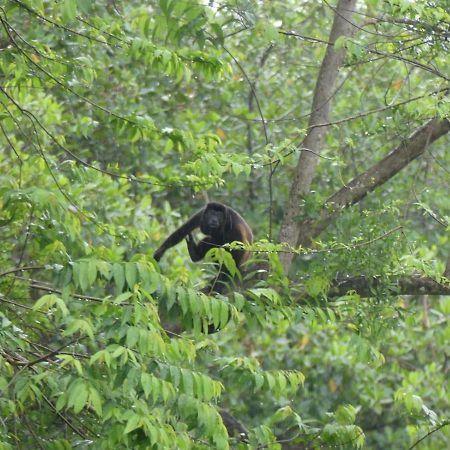 Panama Eco Resort Tierra Oscura ภายนอก รูปภาพ
