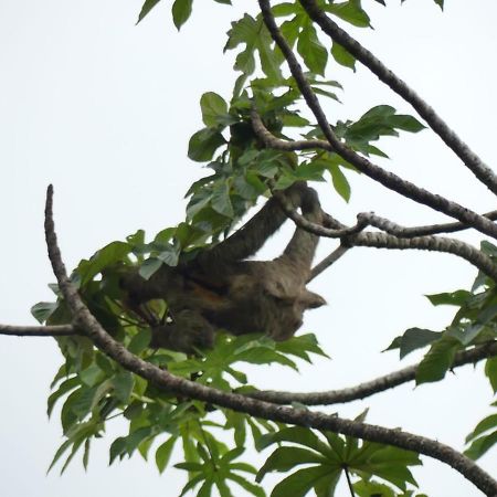 Panama Eco Resort Tierra Oscura ภายนอก รูปภาพ