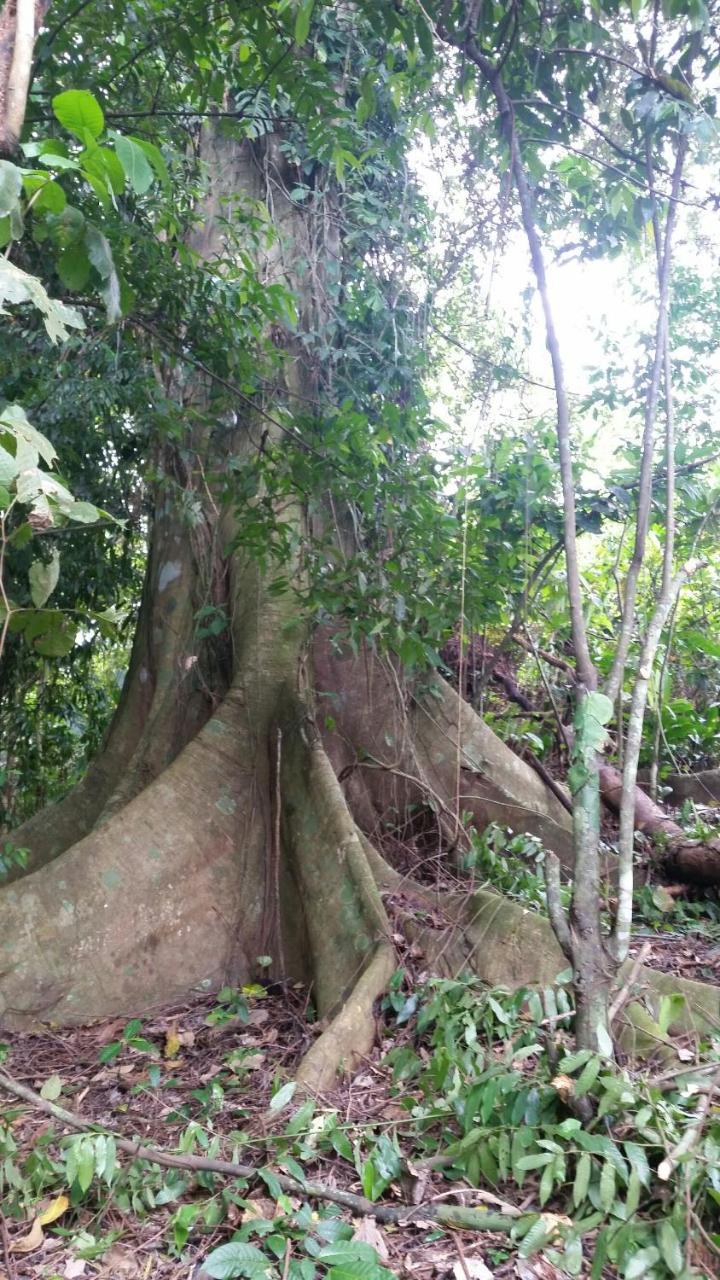 Panama Eco Resort Tierra Oscura ภายนอก รูปภาพ