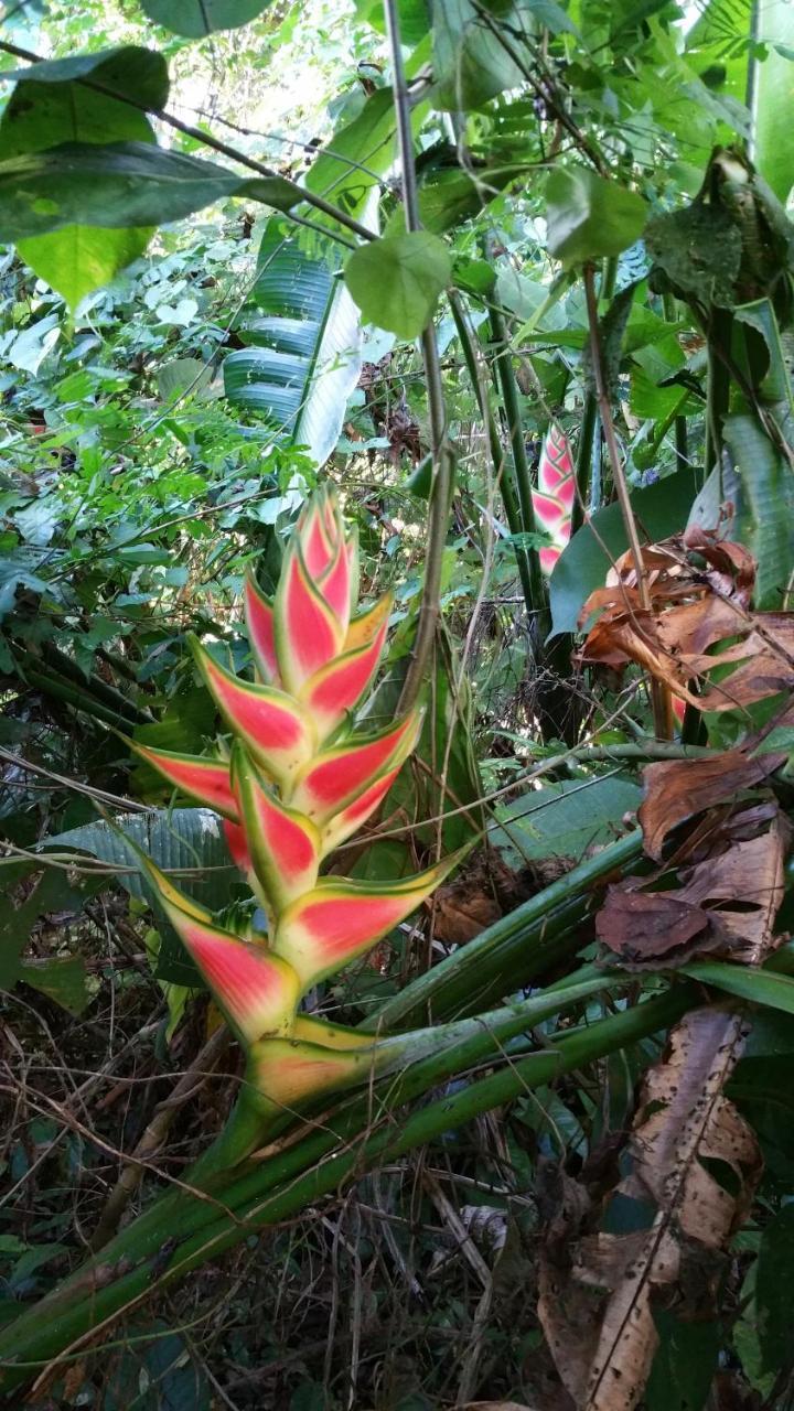 Panama Eco Resort Tierra Oscura ภายนอก รูปภาพ